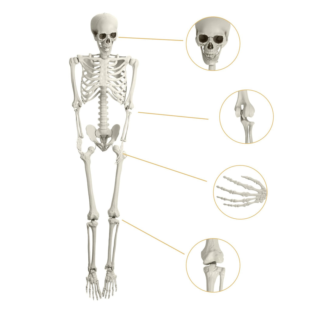 Life Size Imitation Skeleton with Posable Joints H6748