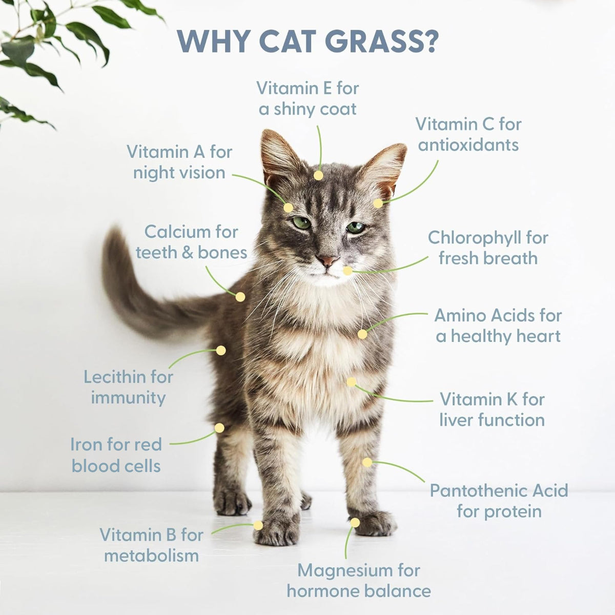 Organic Cat Grass Seed and Coco Coir Soil Disks 3 Pack C717055
